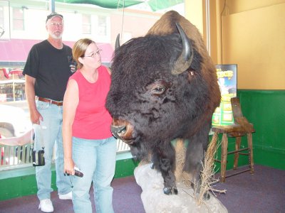 KAREN GETS UP CLOSE AND PERSONAL WITH THIS STUFFED BISON