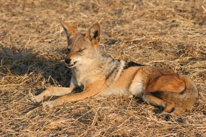 A Black-Backed Jackal