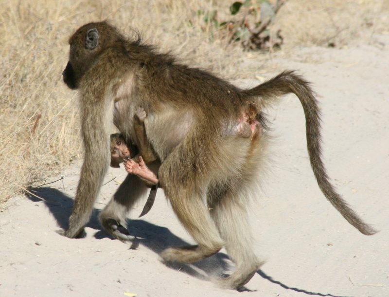 ...and baboons