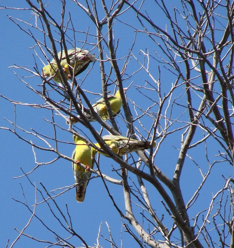  Yellow-bellied Parrots overhead