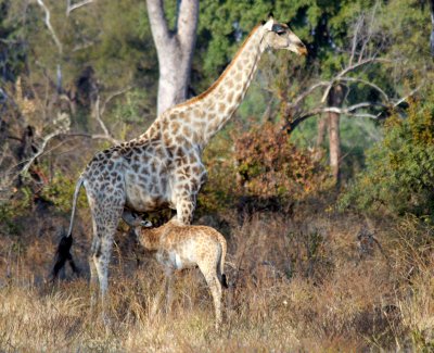 Mother giraffe nursing her newborn