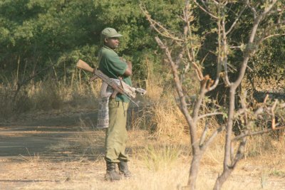  A group of armed guards follow the rhinos around all day to protect them from potential poachers