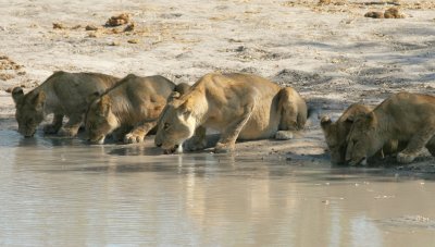 We also came upon an adult female and four one-year-old cubs. Two were hers, and two were orphans.