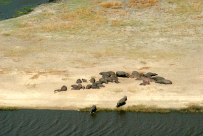 A large herd of hippos sunbathing