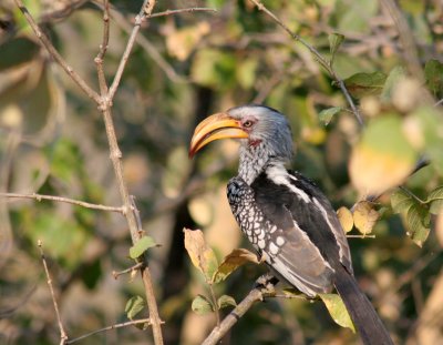 Yellow-Billed Hornbill