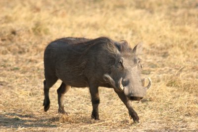 A Warthog