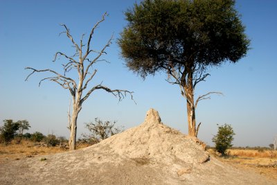 The ever-present termite mound