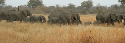 A large number of elephants live in the area