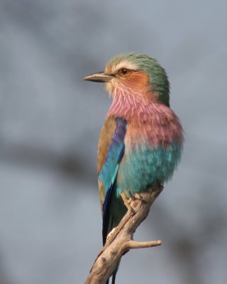 Lilac-breasted Roller