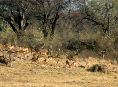 A large herd of Impala