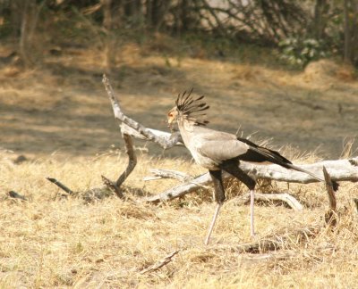 A Secretarybird