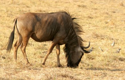 Wildebeest or Gnu