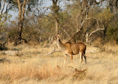 A female Greater Kudu