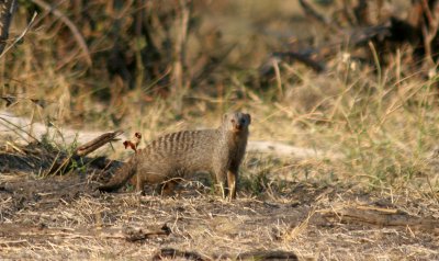 A Banded Mongoose