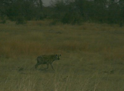 As night falls, a spotted hyena's eyes reflect our lights.