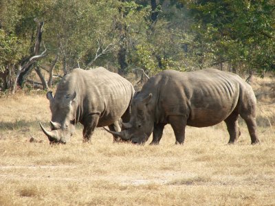 *The only pair of White Rhinos in Zambia