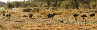 A flock of Ostriches, the largest and heaviest living bird