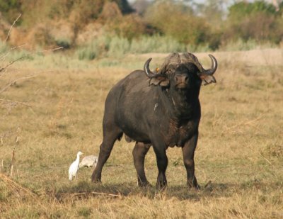 Cape Buffalo