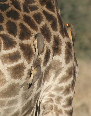  Yellow-billed Oxpeckers cleaning ticks from the giraffe's back