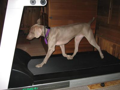 morning treadmill dog