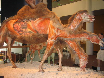 Body Worlds at the Denver Museum of Nature & Science