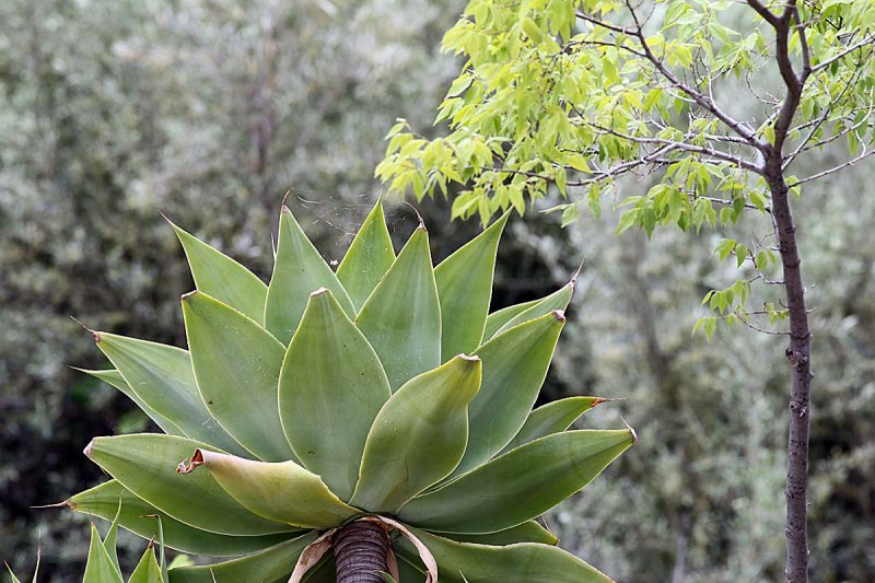 109_Nerja_2011.JPG