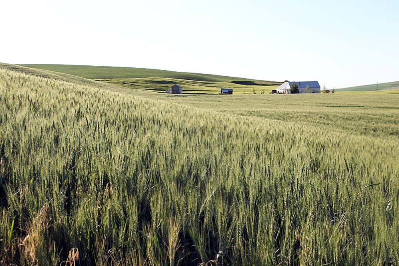 103_Palouse.JPG