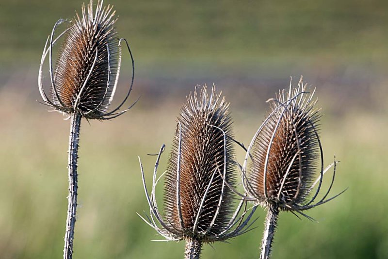 123_Palouse.JPG