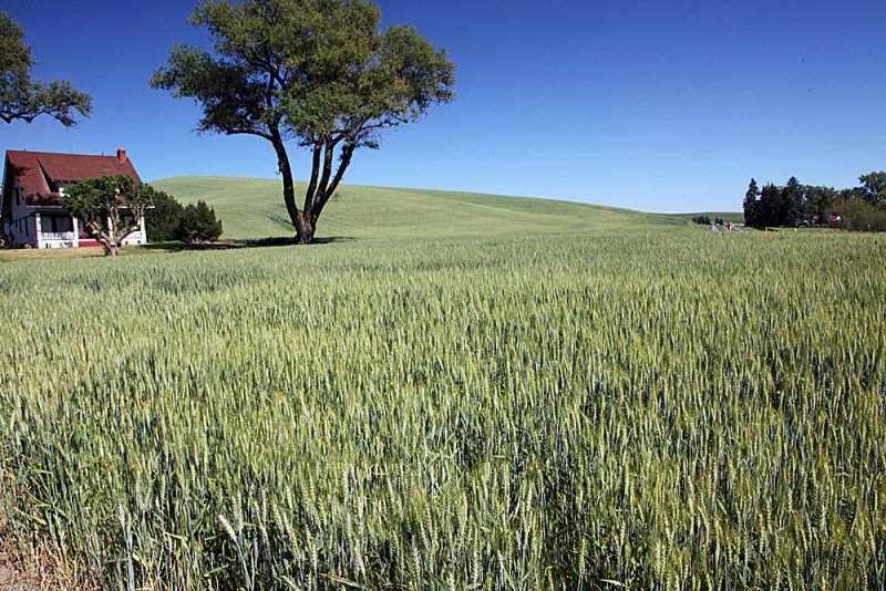 129_Palouse.JPG