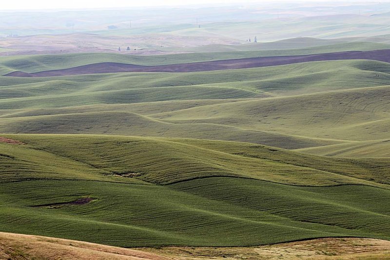 132_Palouse.JPG