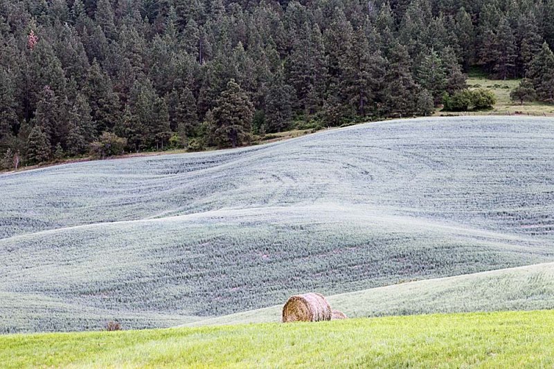 209_Palouse.JPG