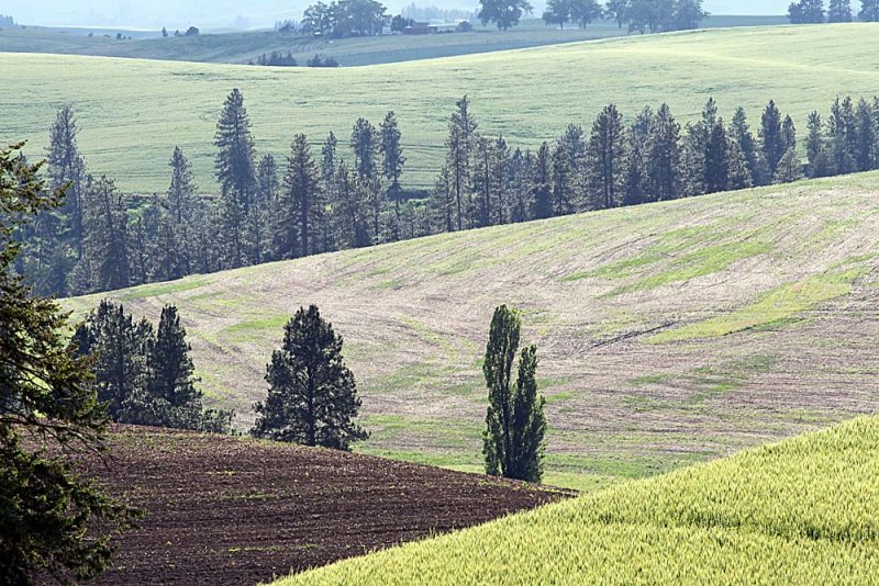 227_Palouse.JPG