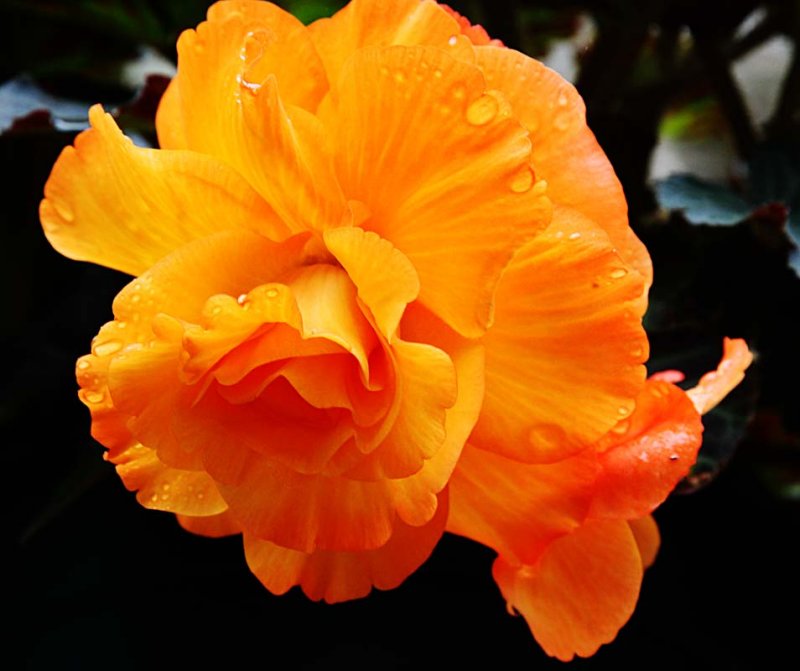 Orange rose