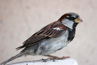 Even sparrows gamble