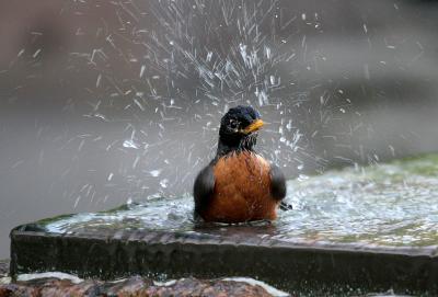 Bird bath