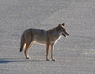 Tucson-2010-792.jpg