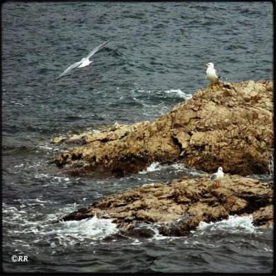 seagulls (ii)