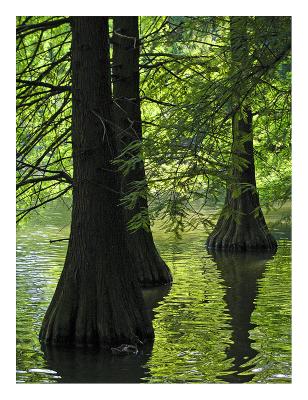 Water Forest