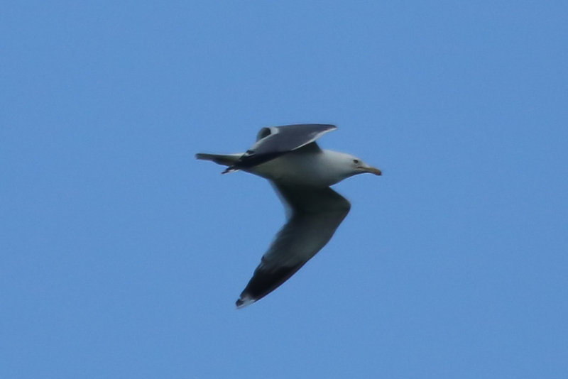 California Gull