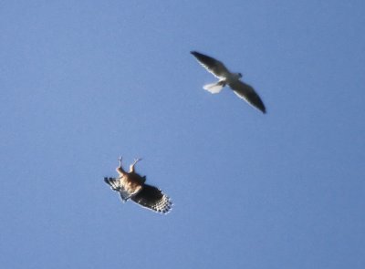 Kite and Hawk