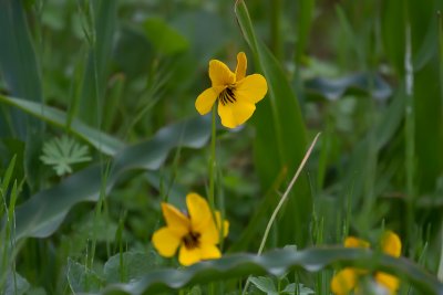 Yellow Violet