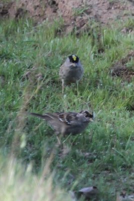 Golden-crowned Sparrow - IMG_2559.JPG