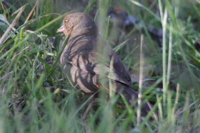 California Towhee - IMG_2572.JPG