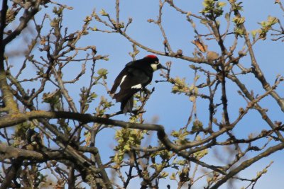 Acorn Woodpecker - IMG_2604.JPG