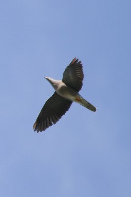 Band-tailed Pigeon - IMG_2619.JPG