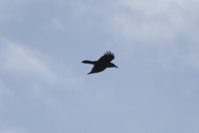 Common Raven - IMG_2651.JPG