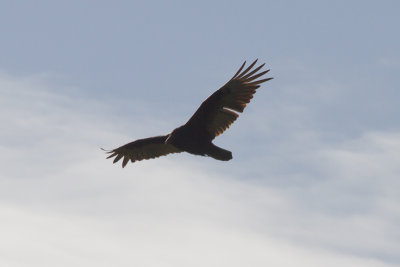 Turkey Vulture - IMG_2720.JPG