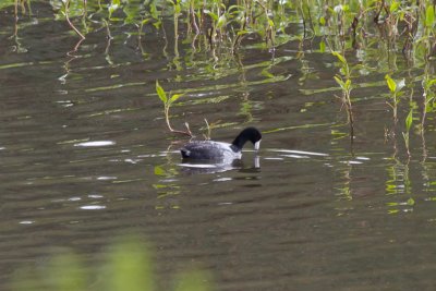 American Coot - IMG_2796.JPG