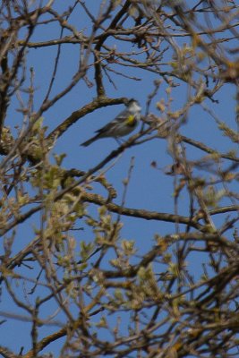 Yellow-rumped Warbler - IMG_2879.JPG