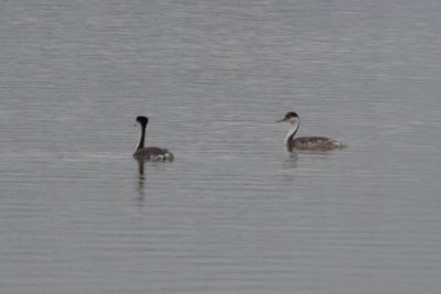 Western Grebe - IMG_2971.JPG